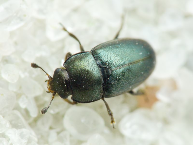 Nitidulidae Latreille, 1802